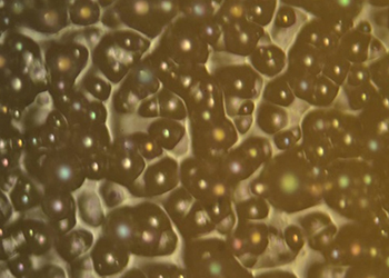 Urethane Foam Coating　(Magnified)